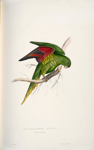 Trichoglossus Chlorolepidotus by Edward Lear